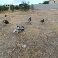 بوقلمون