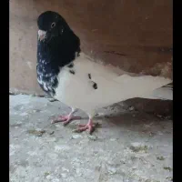 کلدمسبز|پرنده|رباطکریم, رباطکریم|دیوار