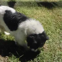 سگ پیداشده|حیوانات|بوشهر, |دیوار