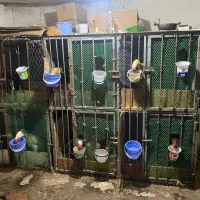 قفس ۶تایی دوطبقه