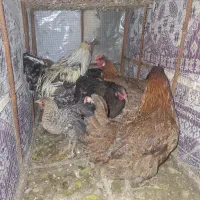 مرغ و خروس|حیوانات مزرعه|دوگنبدان, |دیوار