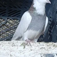 طوقی نر فولادی