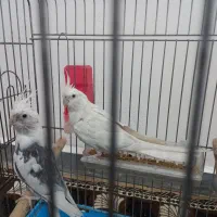 جفت هلندی عتیقه شرط تخم بچ|پرنده|شوشتر, |دیوار