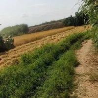 اجاره زمین کشاورزی|اجارهٔ دفتر صنعتی، کشاورزی، تجاری|گنبد کاووس, |دیوار