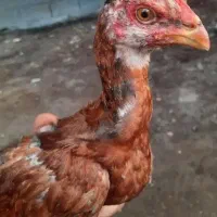 مرغ و جوجه چابهاری فروش فوری