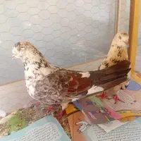 یک جفت کبوترگرگی|پرنده|اصفهان, شهشهان|دیوار