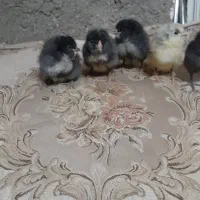 جوجه گلین ۱ روزه