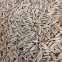 بذر گندم و جو آبی و دیمی بذر کامیلینا و یونجه وکاه