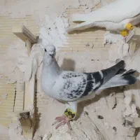 شامی پلکی کاکلی نر پرشی فیلم پرش هست..