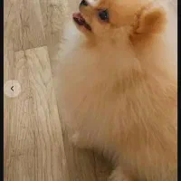 پامر یساله|سگ|رشت, سیا اسطلخ|دیوار