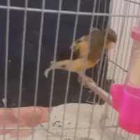 قناری رسمی بلندقرص معاوظه باامپلی ماشین|پرنده|محمدشهر, شهرک پیام (مهرالبرز)|دیوار