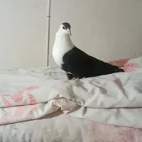 کربلایی ماده.سینه سیاه کاکلی ماده