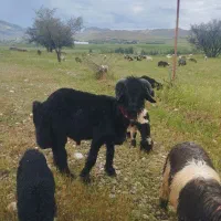 قوچ نرمیش کوه