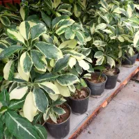 گیاه شفلرا|گل و گیاه طبیعی|تهران, عباسآباد|دیوار