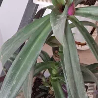 گل با گلدون سرامیک|گل و گیاه طبیعی|پردیس, فاز ۸|دیوار