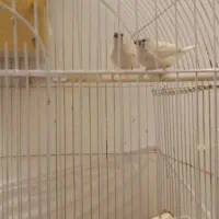 جوجه فنچ بدون قفس|پرنده|کرج, دهقان ویلا|دیوار