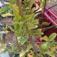 درخت لیمو چهارفصل و نارنگی ثمر دار|گل و گیاه طبیعی|شیراز, شیخ علی چوپان|دیوار