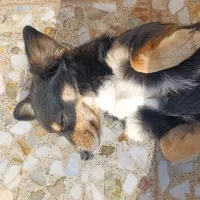 سگ پاکوتاه داشهوند