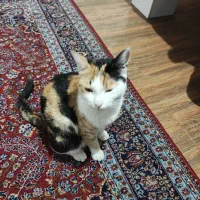 واگذاری گربه ماده dsh خانگی|گربه|شهریار, شهریار|دیوار