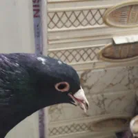 کفتر مینا|پرنده|زاهدان, |دیوار