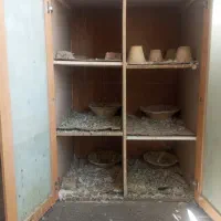 لانه کبوتر