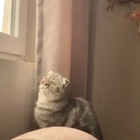 جفت گربه اسکانیش فولد ماده