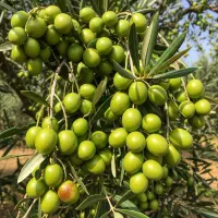 نهال زیتون مرغوب با تخفیف ویژه برای خرید عمده