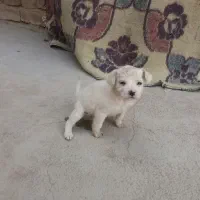 یه دونه توله پاکوتاه ماده|سگ|کرمانشاه, |دیوار