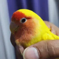 طوطی برزیلی