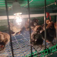 جوجه امپراطور|حیوانات مزرعه|فریدونکنار, |دیوار