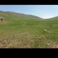 بیده یونچه ابی سبز