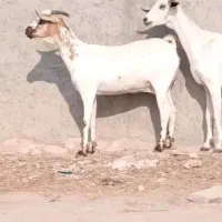 بز ابستن دوماهه