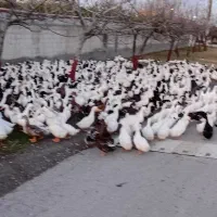 فروش اردک  شالیزاری|حیوانات مزرعه|گزنک, |دیوار