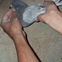 کبوتر پیس نر