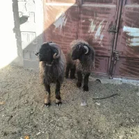 میش شیشک قوچ بختیاری