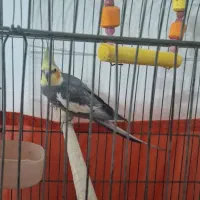 عروس هلندی سخنگو