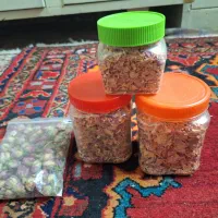 غنچه وبرگ گل محمدی