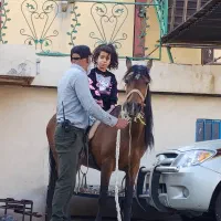 اسب ترکمن