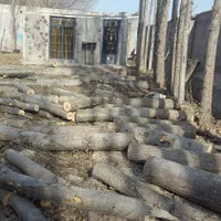 خریدار درخت سرپا وچوب خشک|خدمات باغبانی و درختکاری|اردبیل, |دیوار