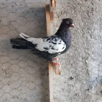 چند عدد بهبهانی|پرنده|فسا, |دیوار