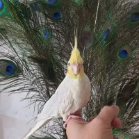 عروس هلندی دستی همراه با قفس بزرگ ۶۰ در ۸۰|پرنده|مشهد, آزادشهر|دیوار