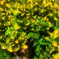 شمشاد طلایی