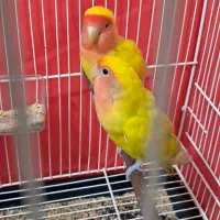 فروش طوطی برزیلی(کوتوله برزیلی)