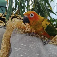 طوطی خورشیدی