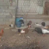 مرغ خروس بوقلمون