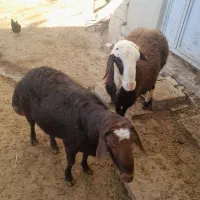 قورچ|حیوانات مزرعه|اسدآباد, |دیوار