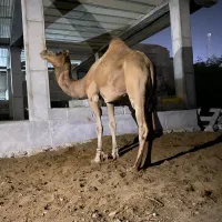 فروش شتر لوک و زارغ