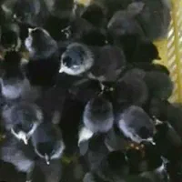 فروش ویژه جوجه ۱تا۵روزه نژادمرندی