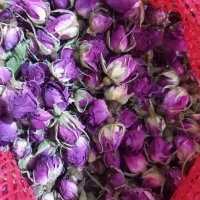 غنچه گل محمدی درجه یک