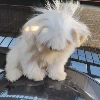 شیتزومالتیز عروسکی ۳ماهه نر|سگ|خرمآباد, |دیوار